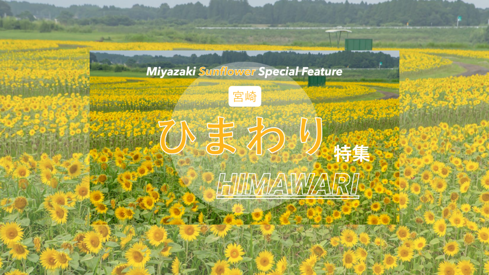 写真映え間違いなし！宮崎ひまわりスポット特集