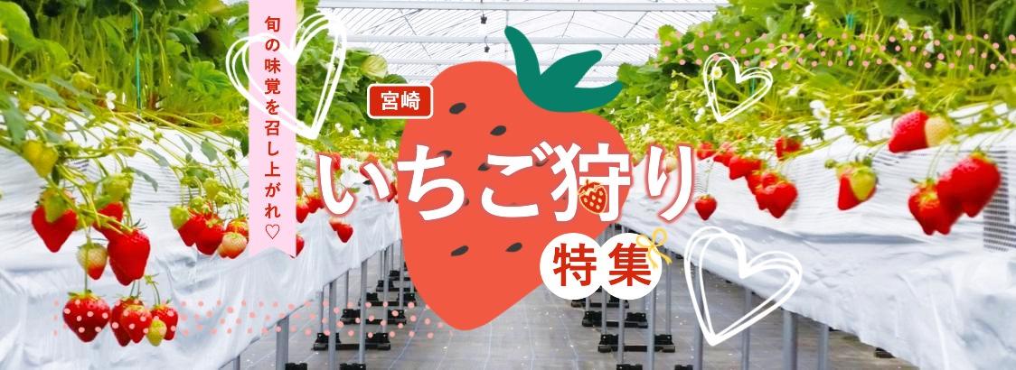 宮崎のおすすめ・人気農園を厳選！いちご狩り特集
