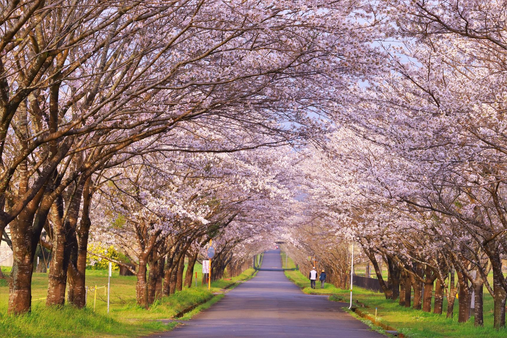 南国・宮崎で出会う春の絶景。厳選桜スポット特集