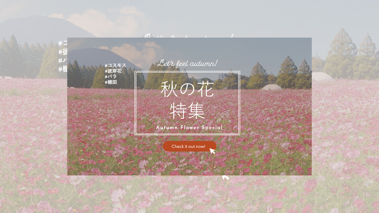 秋は花を見に行こう♪秋の花特集