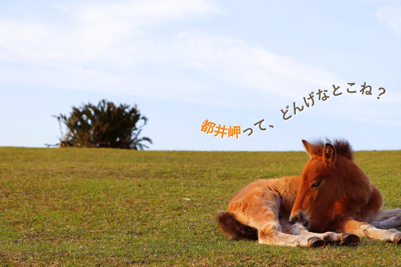 都井岬観光ガイド