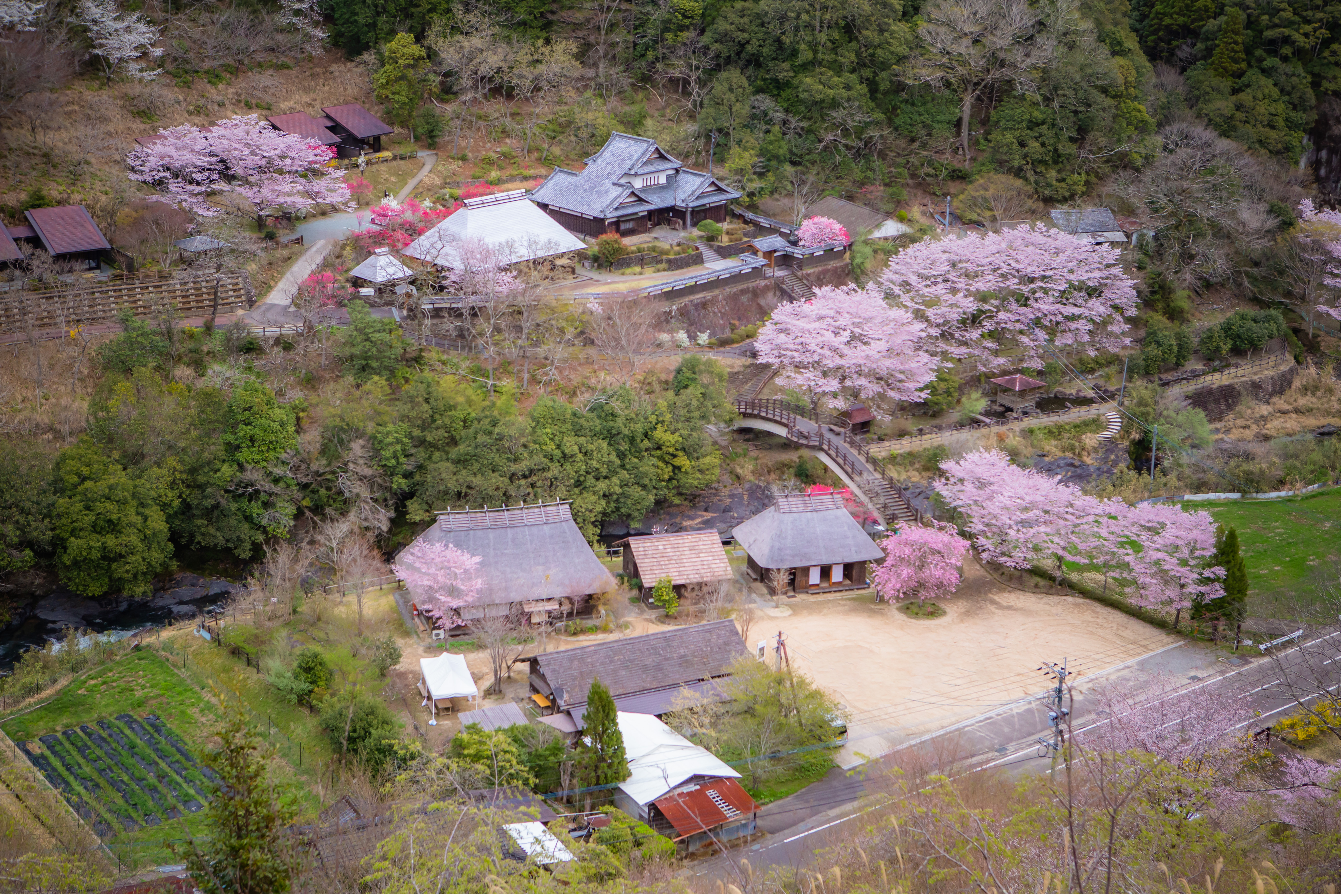 桜咲く小川作小屋村