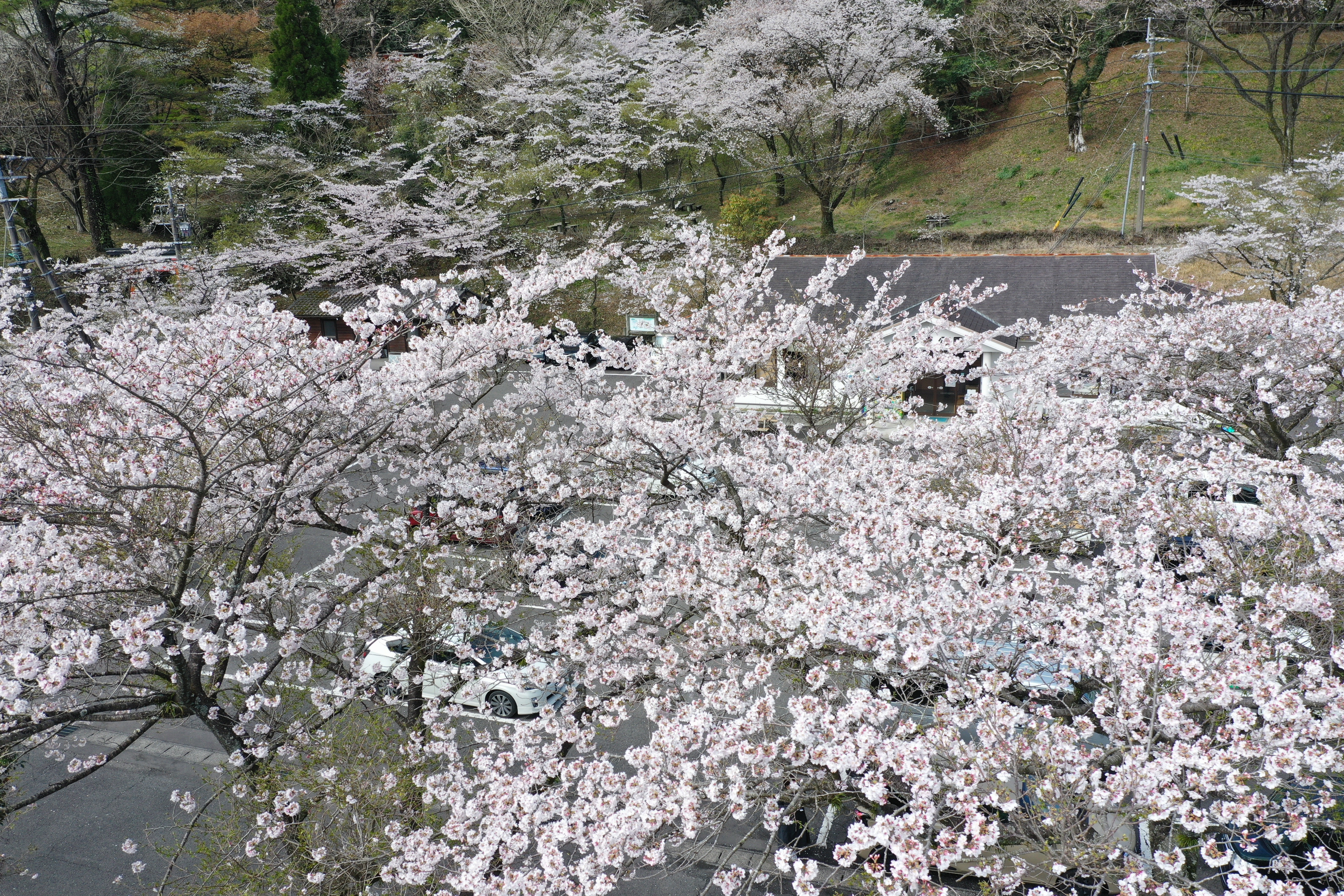 宮崎の桜