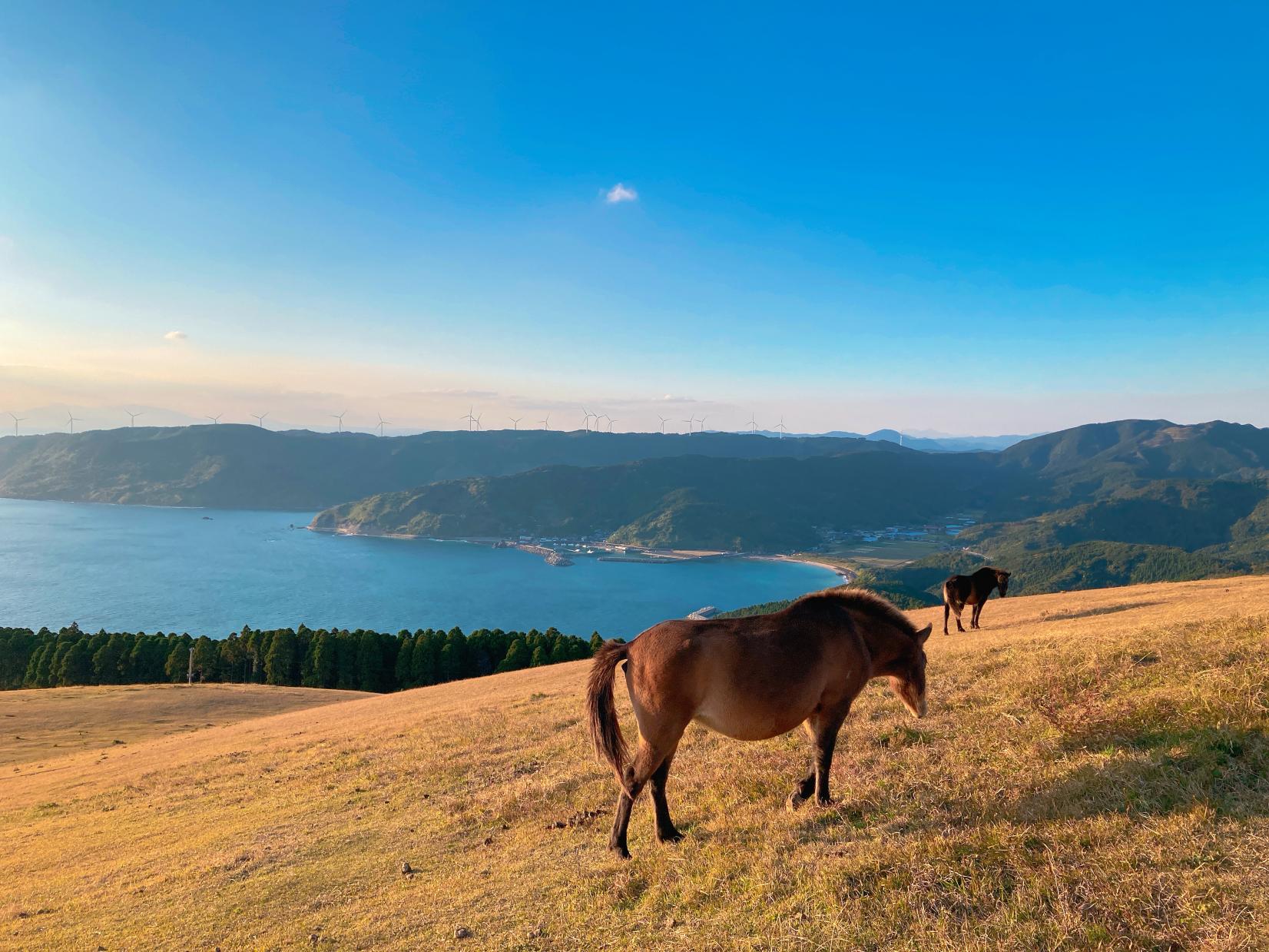 2026年の干支「午」にまつわるスポット②都井岬-1