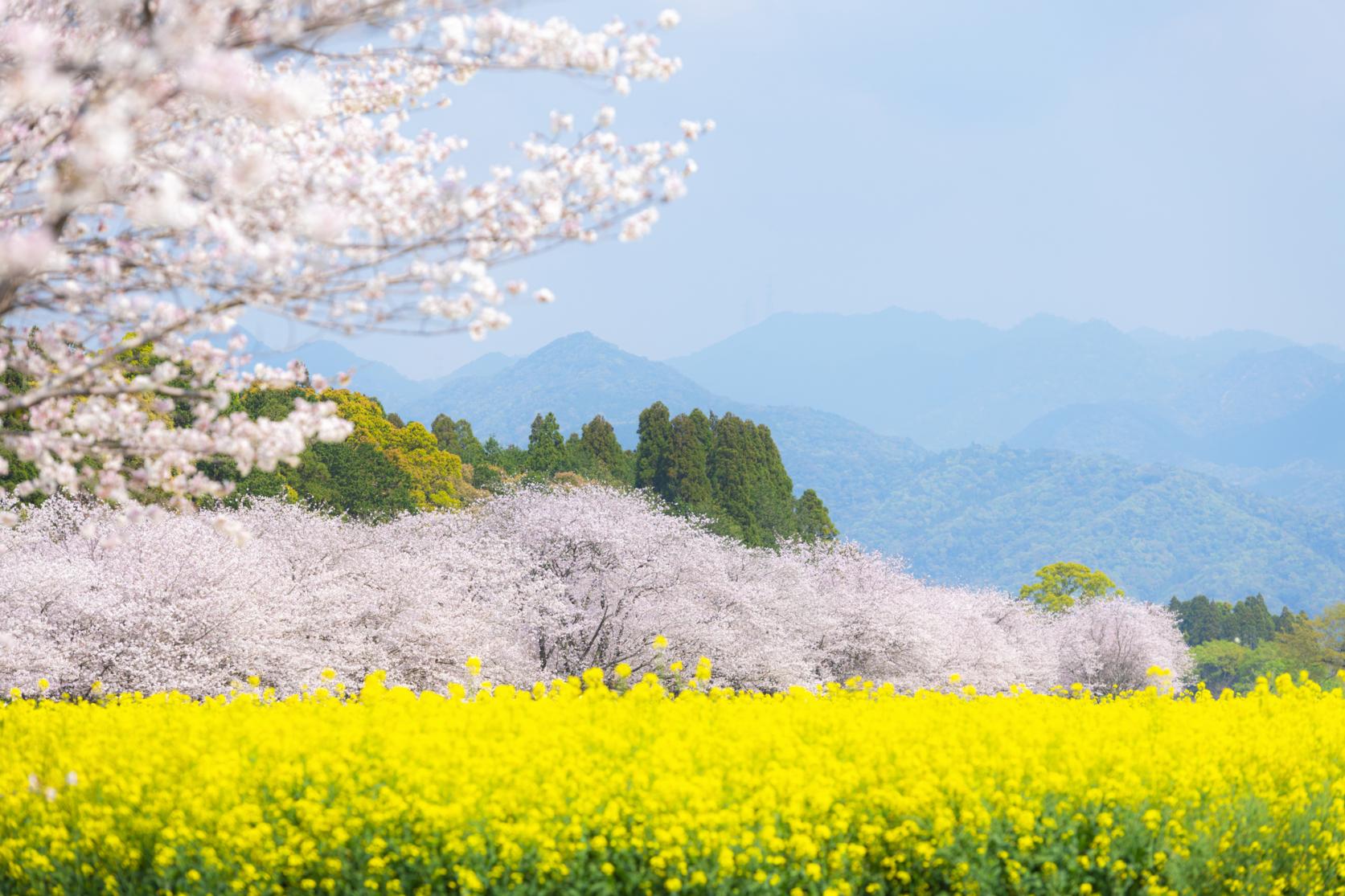 西都原古墳群の花畑-1