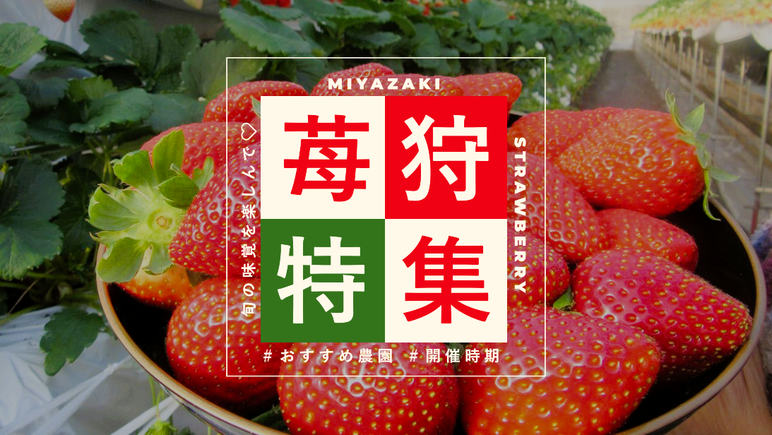 宮崎いちご狩り特集-1
