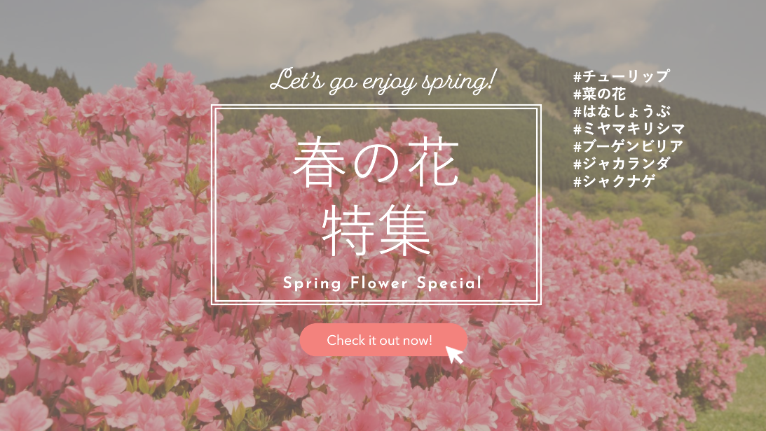 もっと知りたい！宮崎春の花特集-1