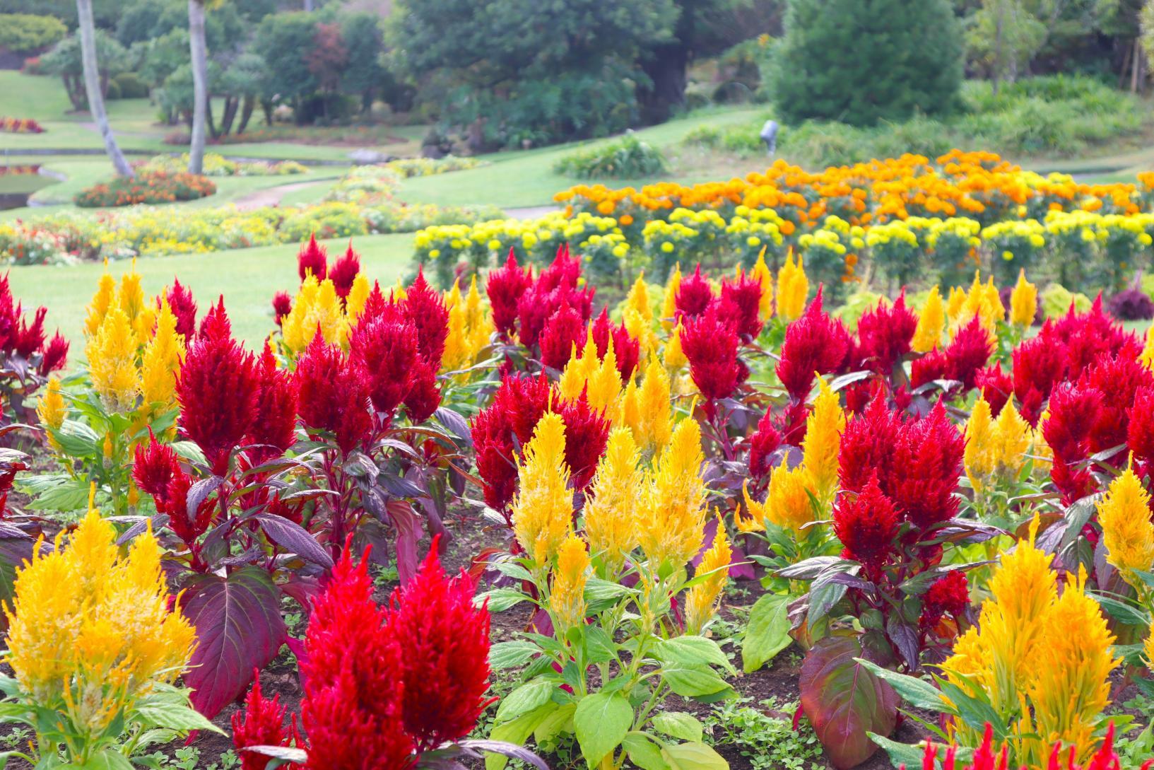 フォトジェニック間違いなし！宮崎秋の花特集-1