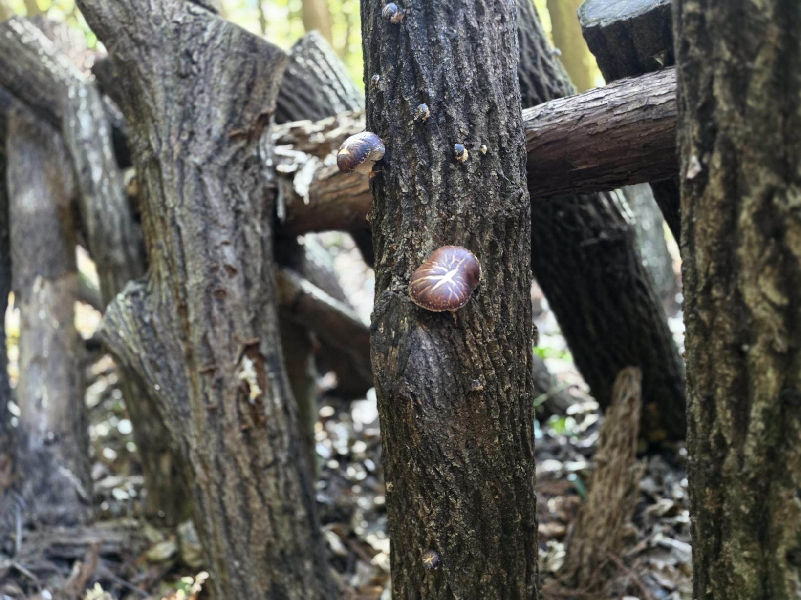 Experience gathering seasonal vegetables and shiitake-1