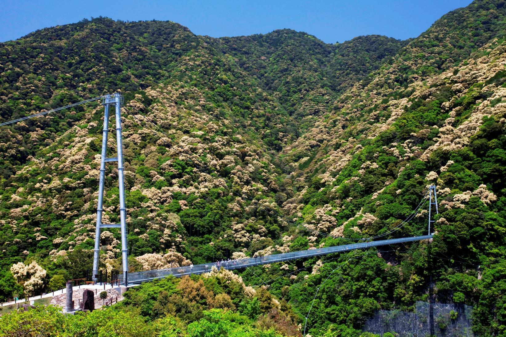 綾の照葉大吊橋（綾町）👆こちらをクリック！
