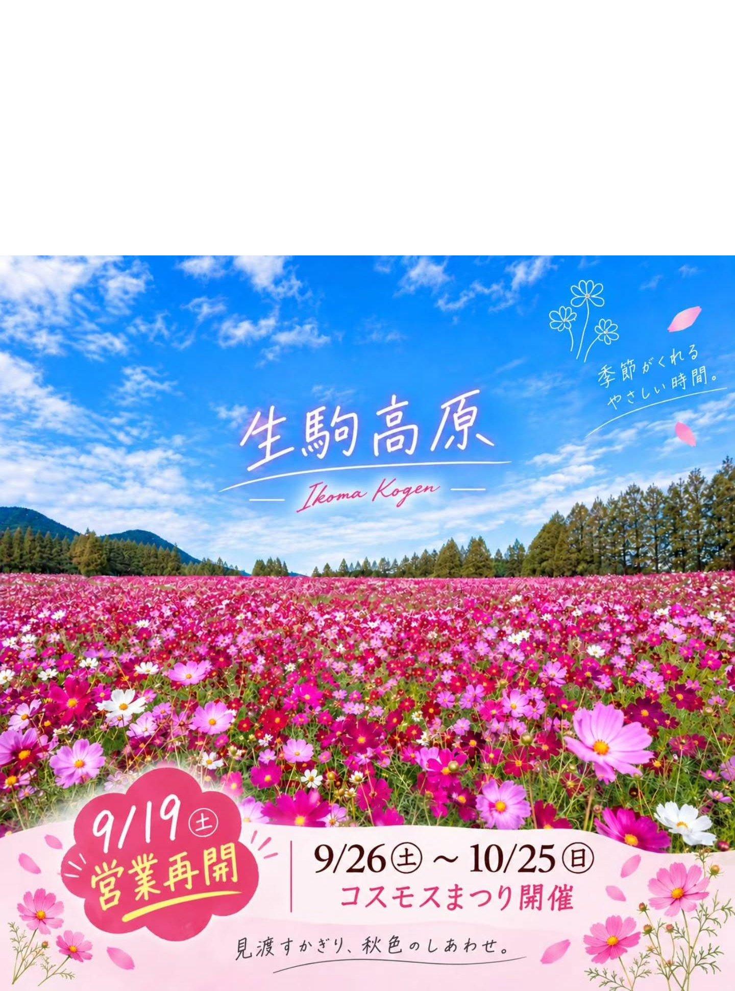 生駒高原コスモスまつり 9/26（土）～10/25（日）👆こちらをクリック！