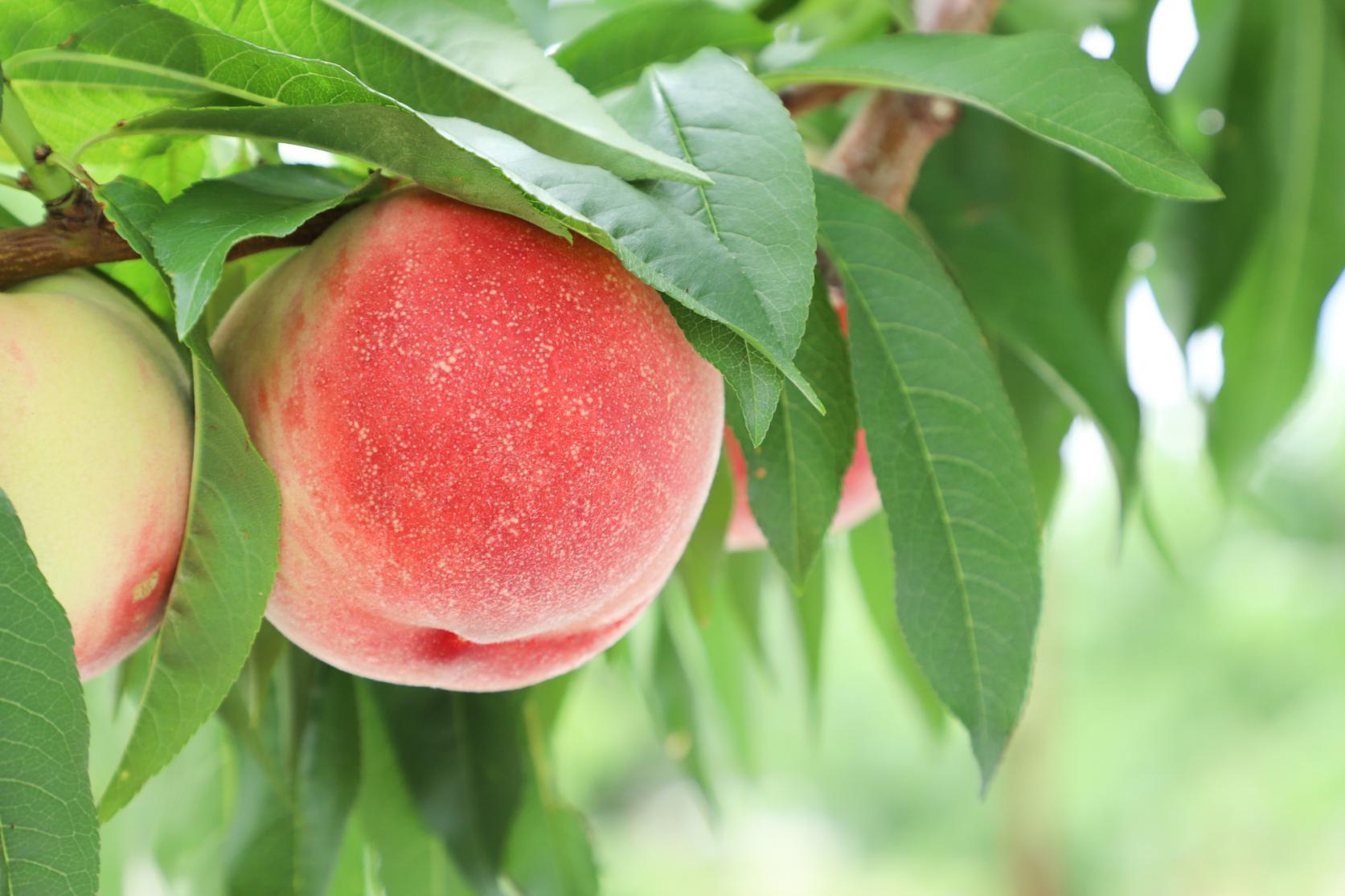  【1日目】フルーツ収穫体験（桃・柿・いちごなど） 