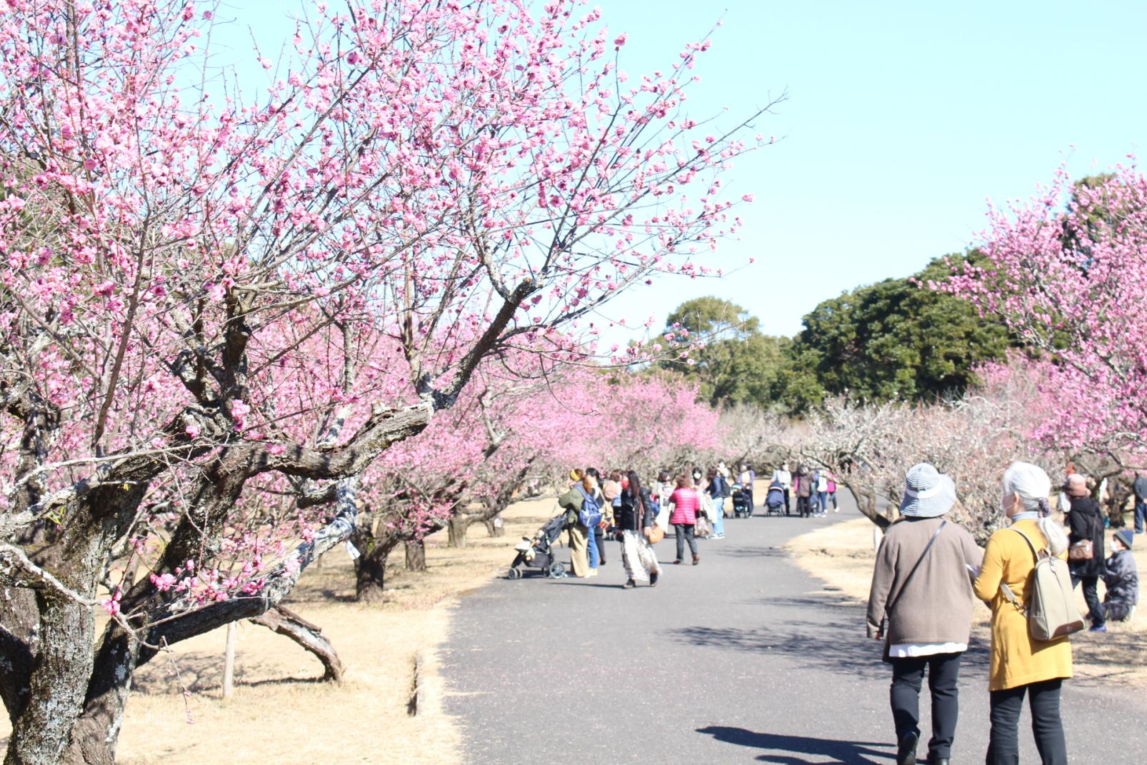 阿波岐原森林公園　市民の森-1