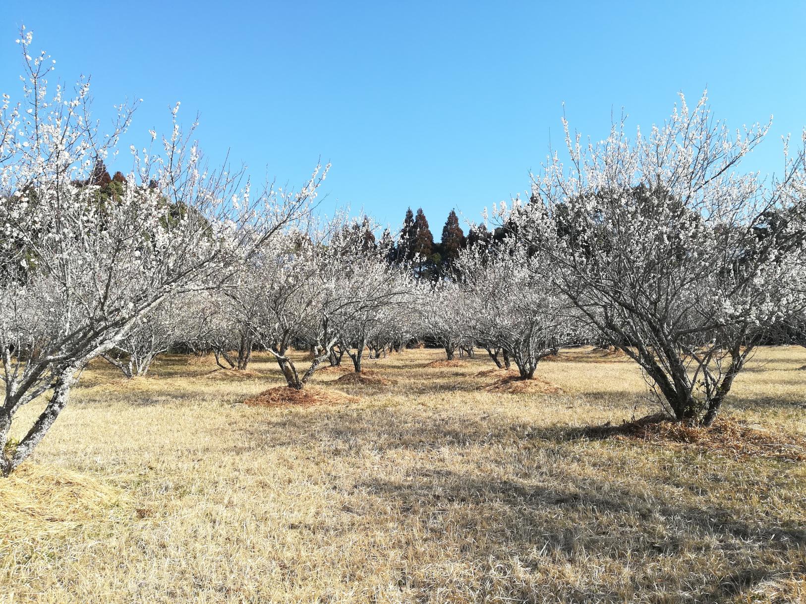 Saitobaru Burial Mounds (Saito City)-1