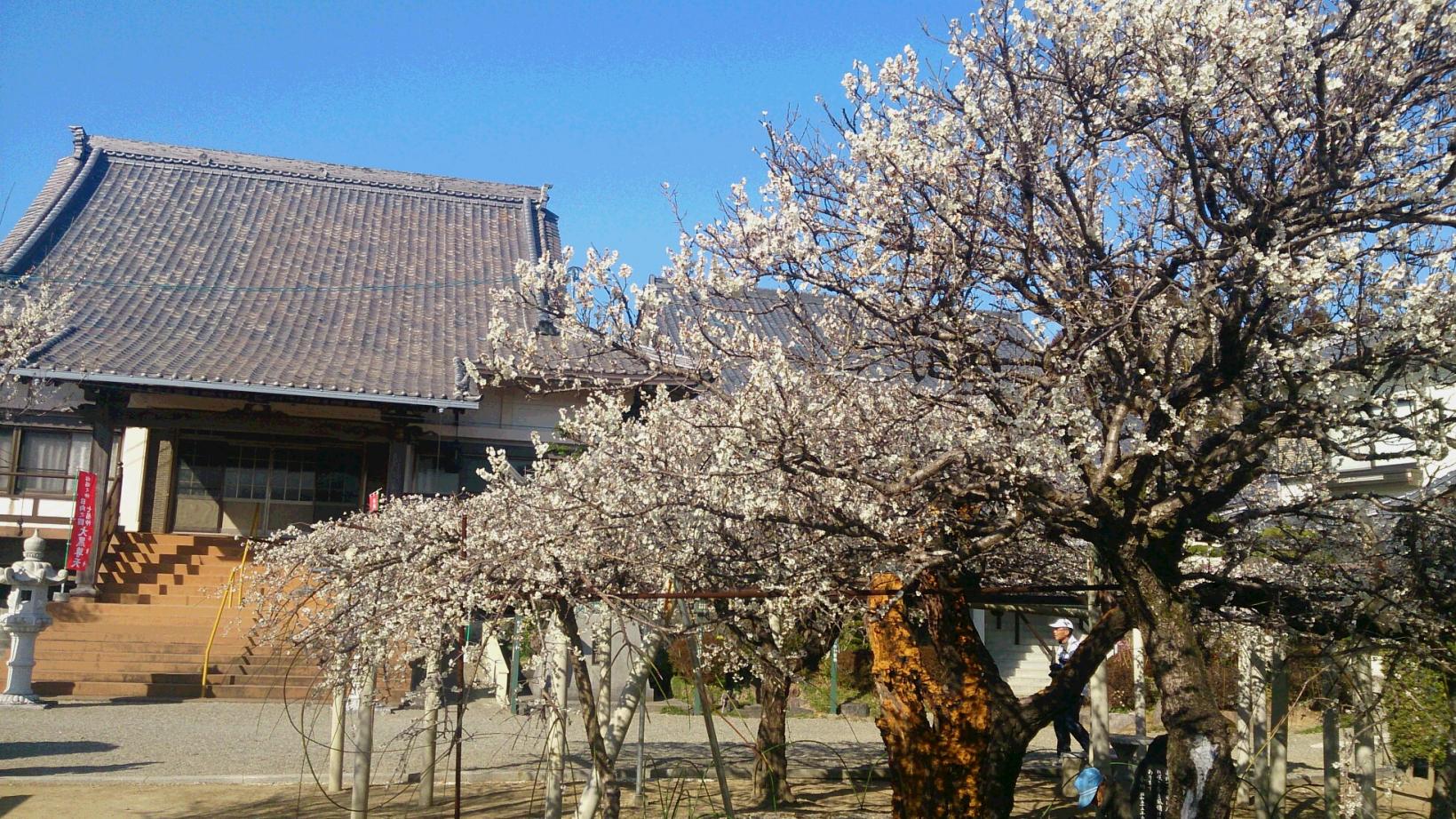 本東寺（慧日梅）-1