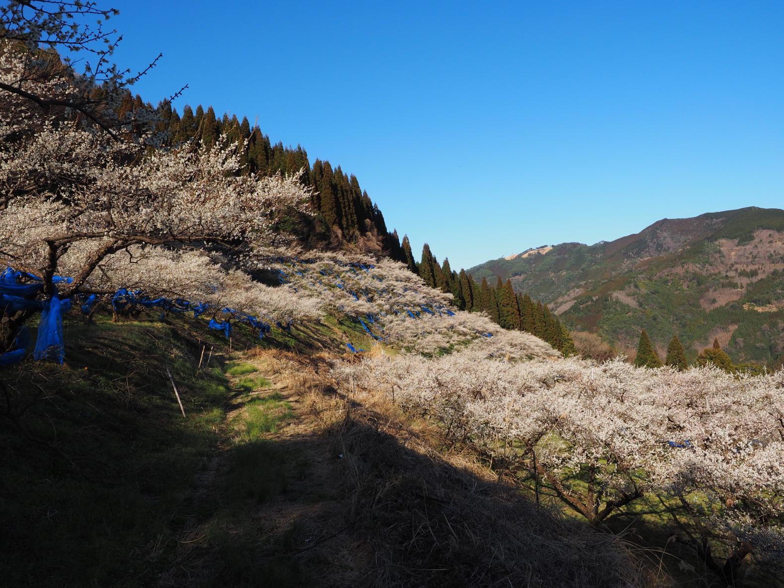 Kaigonto Plum Orchard (Misato Town)-1