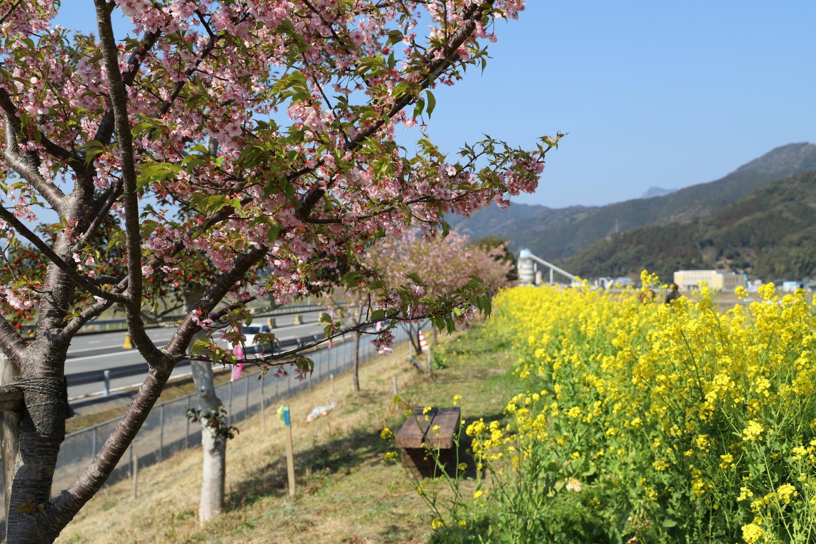 五ヶ瀬川堤防（延岡市）-1