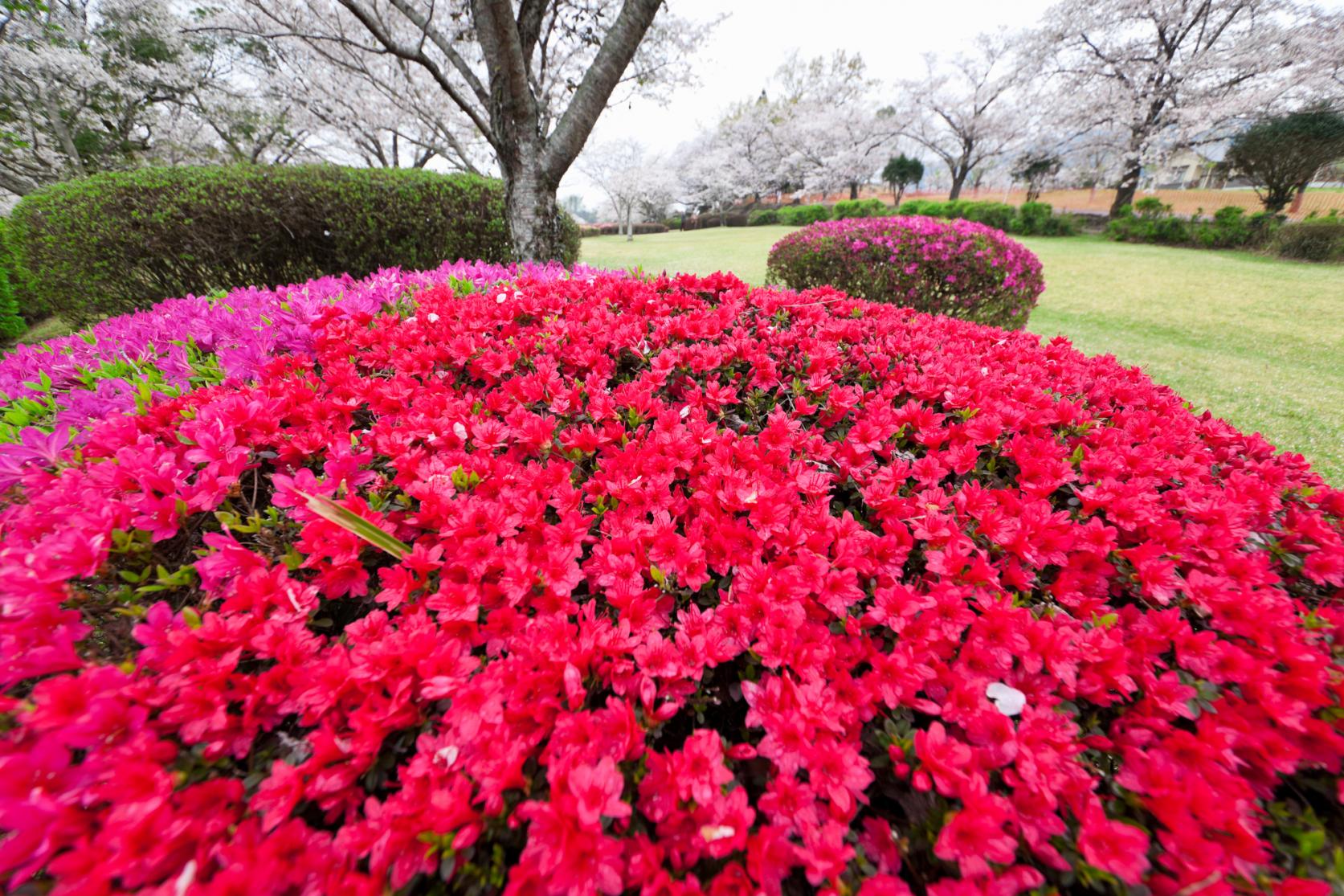 観音池公園（都城市）-1