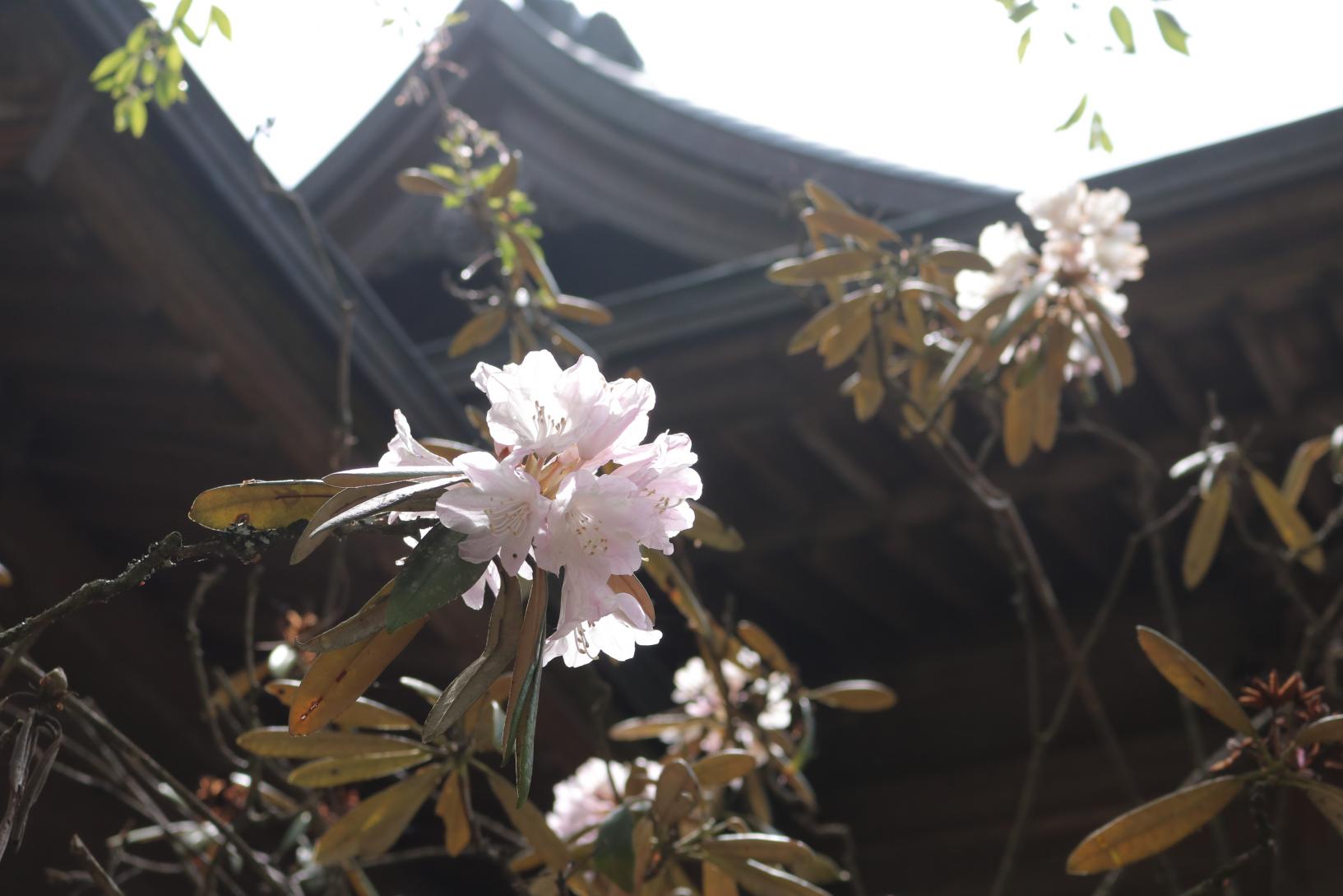 三ヶ所神社（五ヶ瀬町）-1