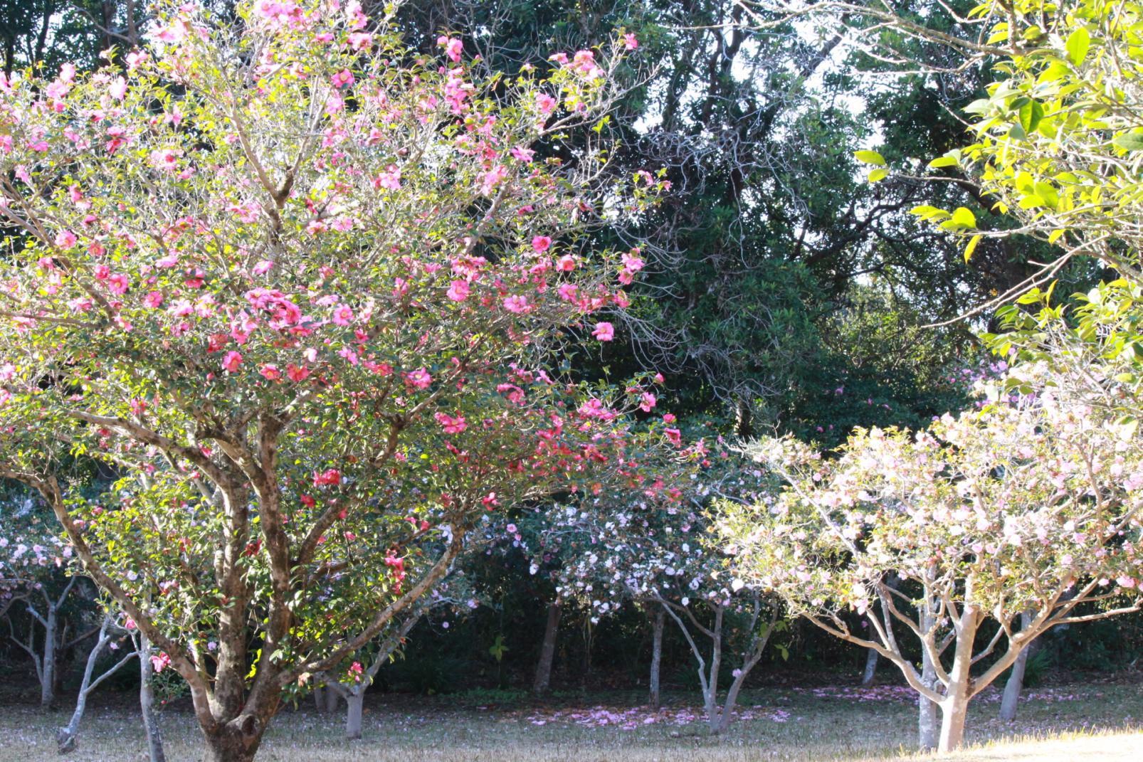 阿波岐原森林公園　市民の森（宮崎市）-1