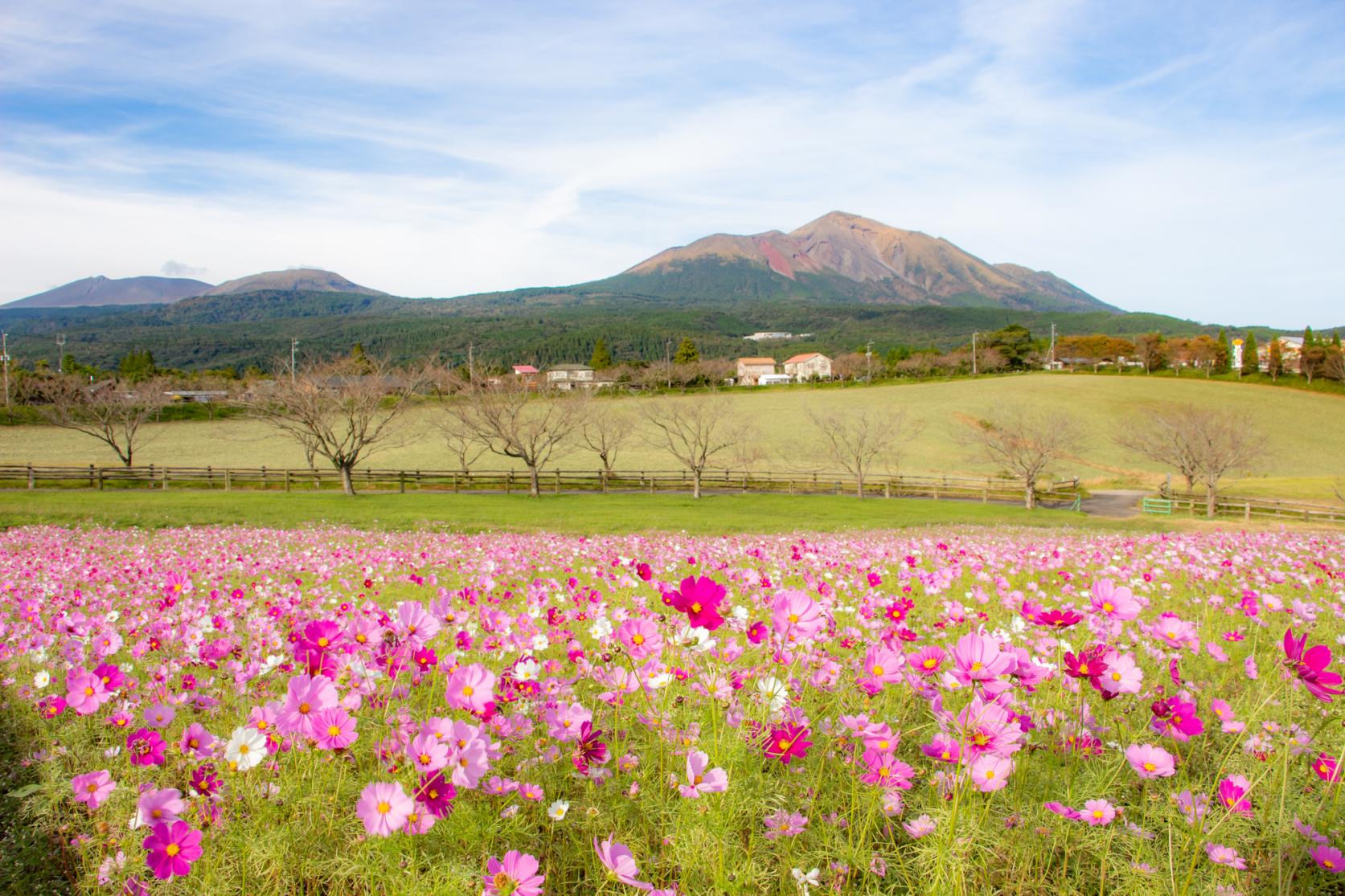 Takachiho Farm (Miyakonojo City)-1