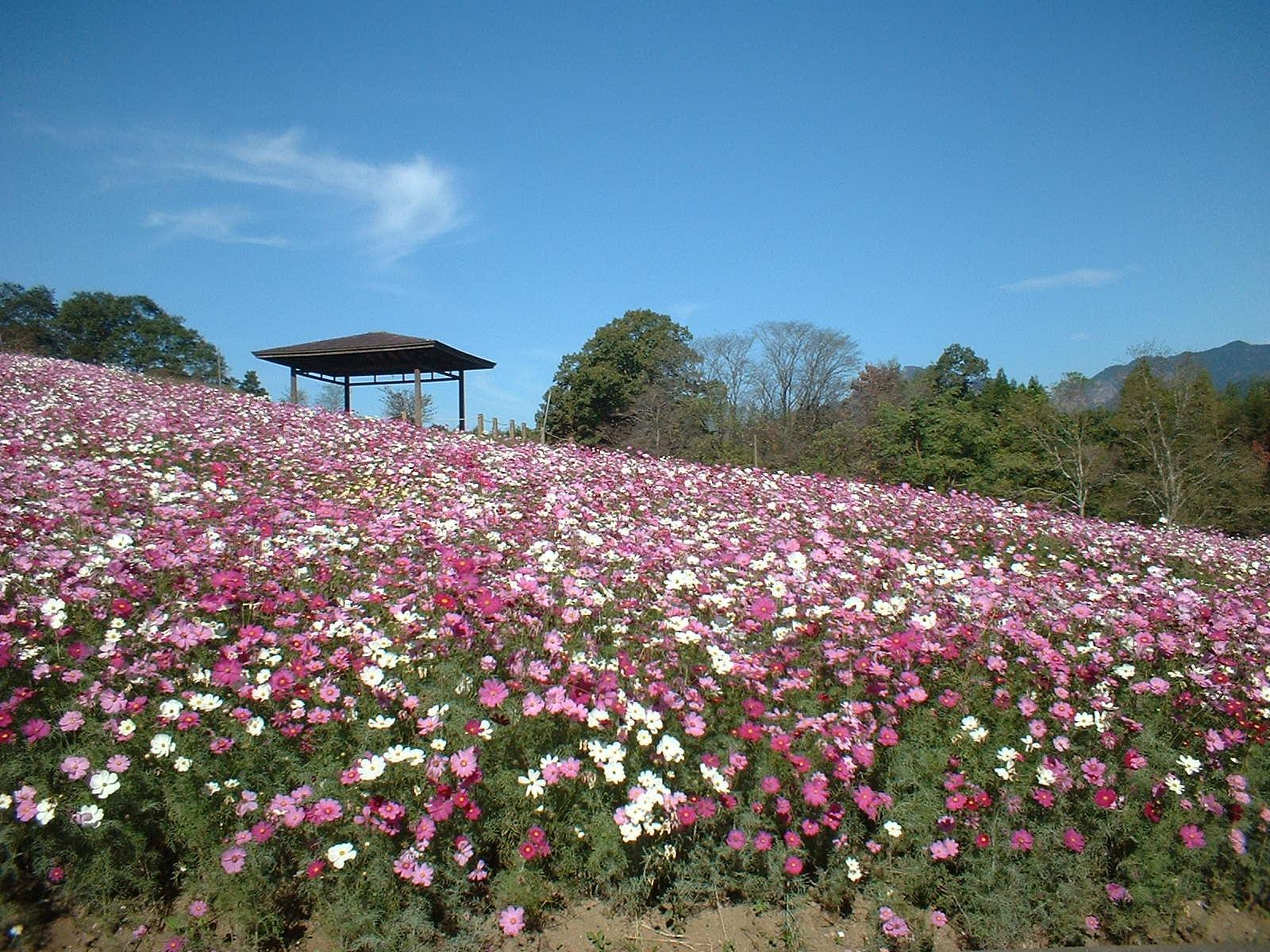 Nobeoka Botanical Gardens (Nobeoka City)-1
