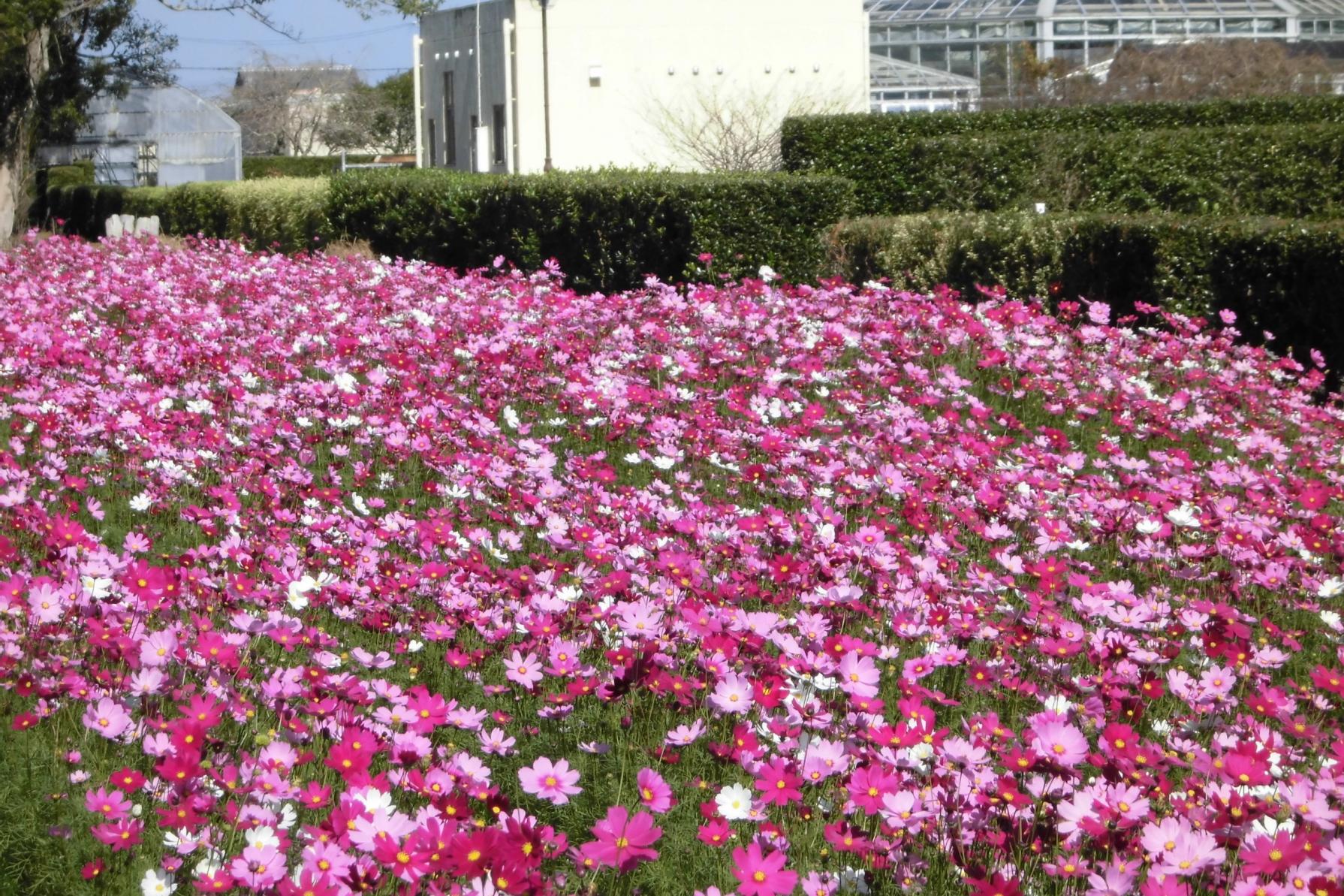 Miyazaki Agricultural Science Park - Lupinus Park (Takanabe Town)-1