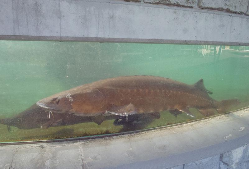 出の山淡水魚水族館-1