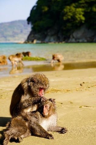 猿たちの楽園【串間市】-1