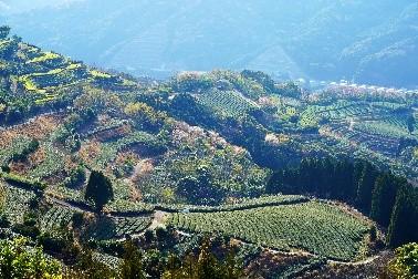 茶畑【延岡市】-1