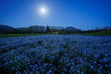 月夜に揺れて【小林市】-1