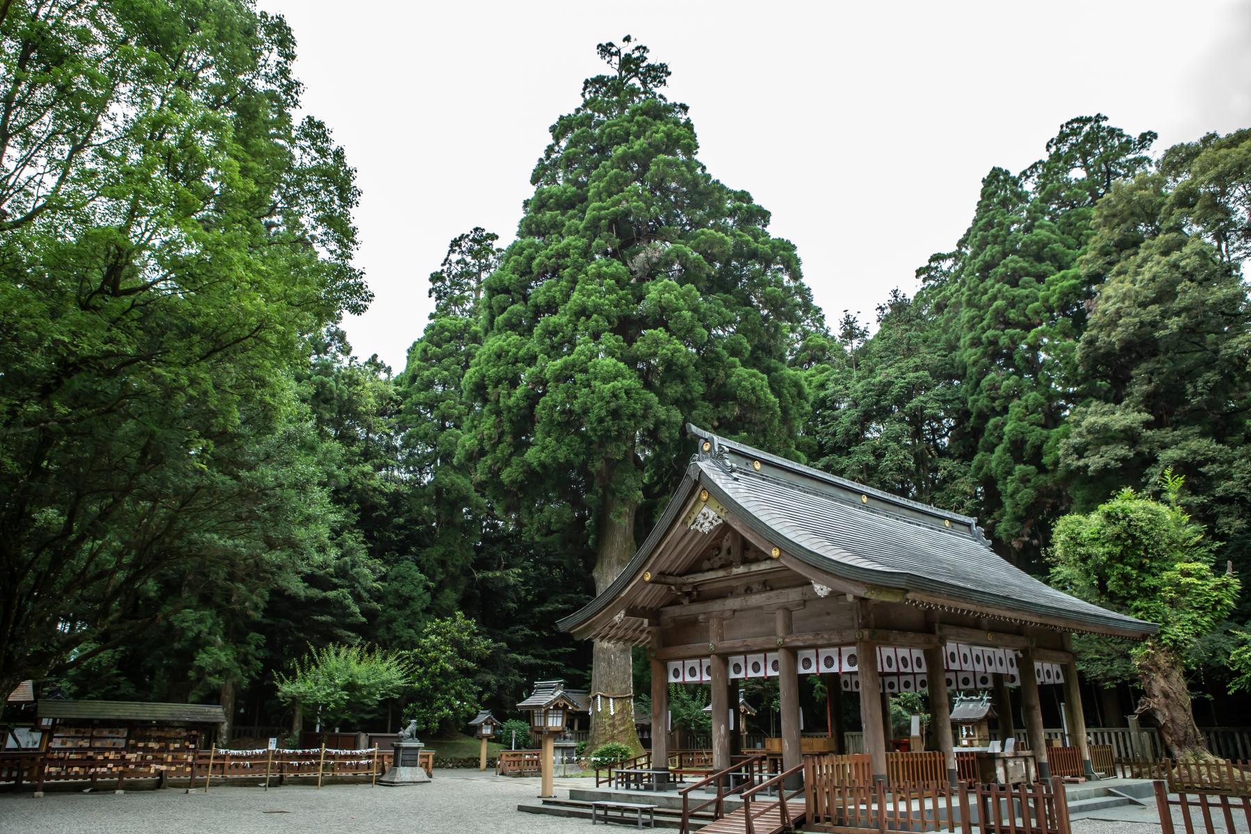  狭野神社 