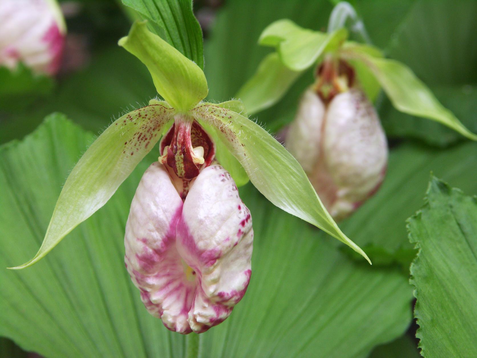 鳥屋岳悠久の森-1