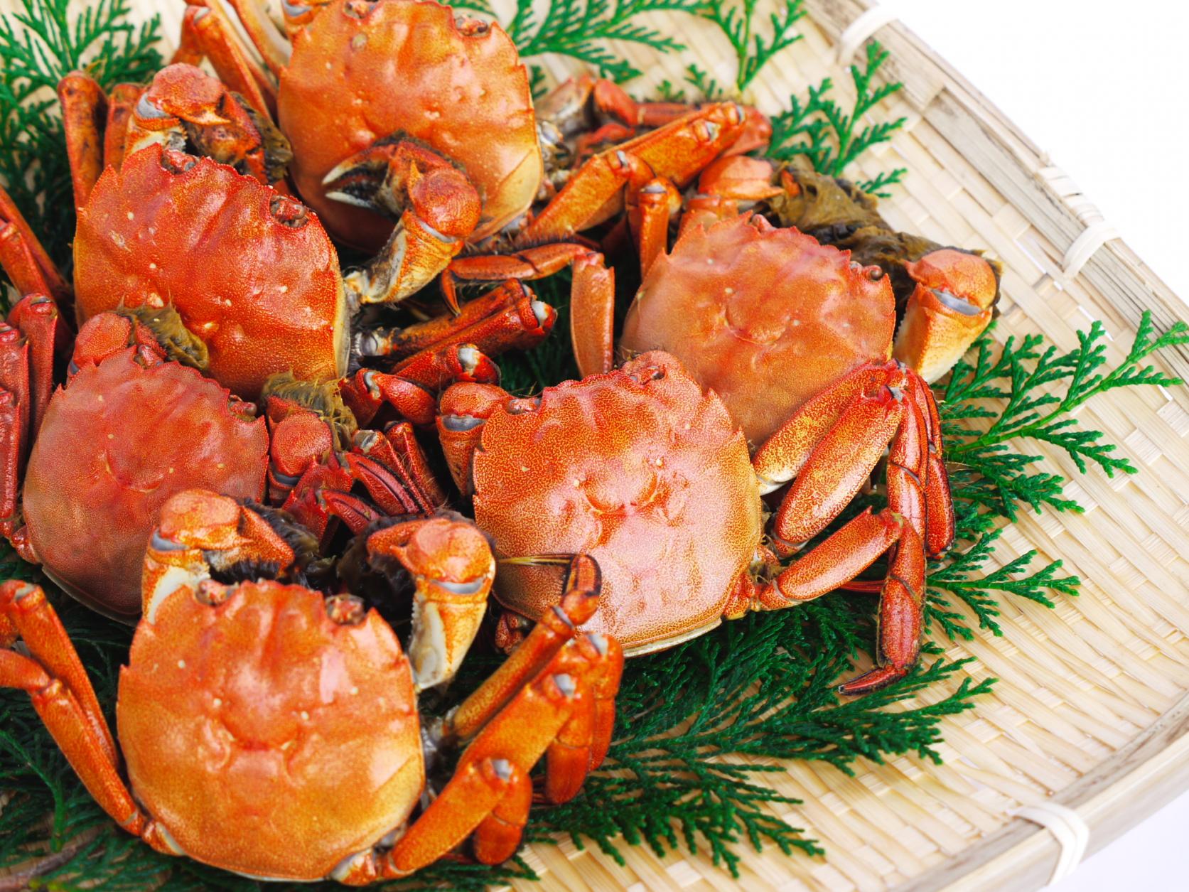 モクズガニ（山太郎ガニ）-1