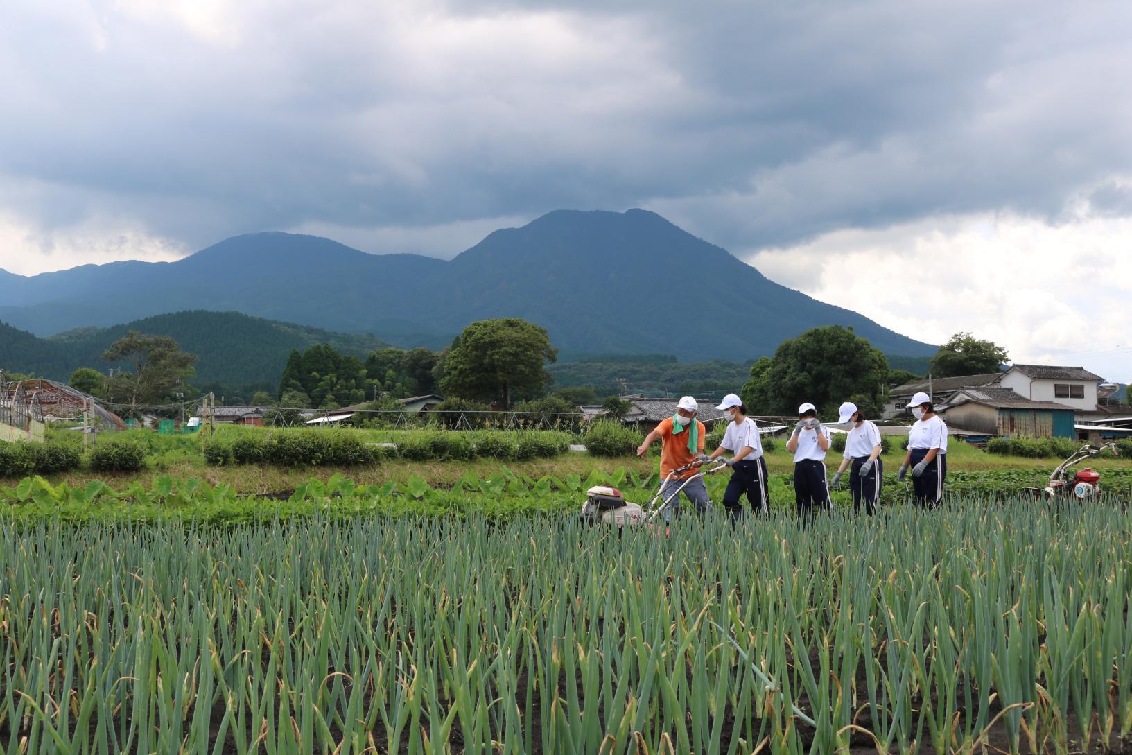 つばきの里（高原町）-1
