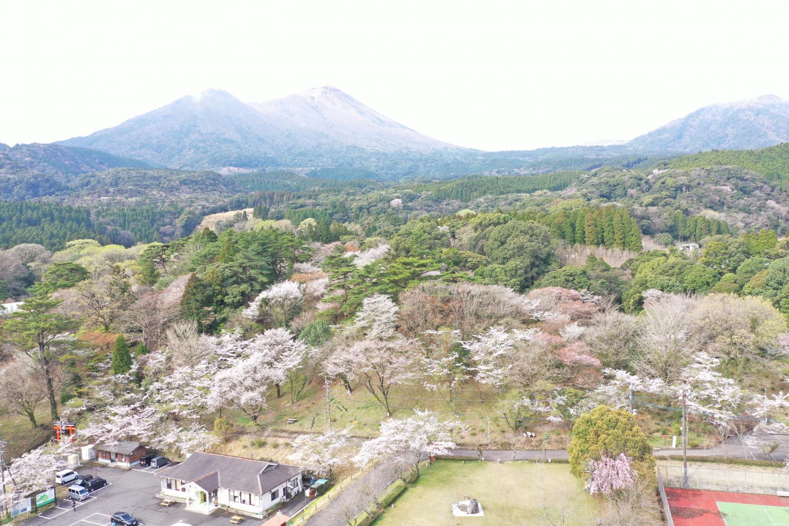 皇子原公園の桜（高原町）-1