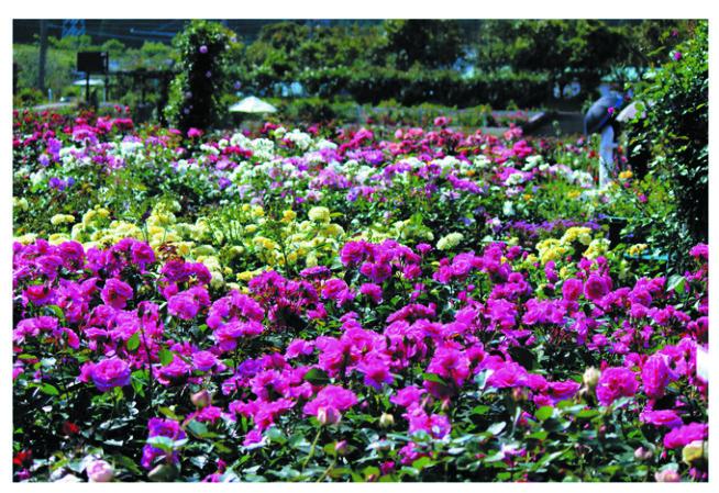 こどものくに（宮崎市）-1