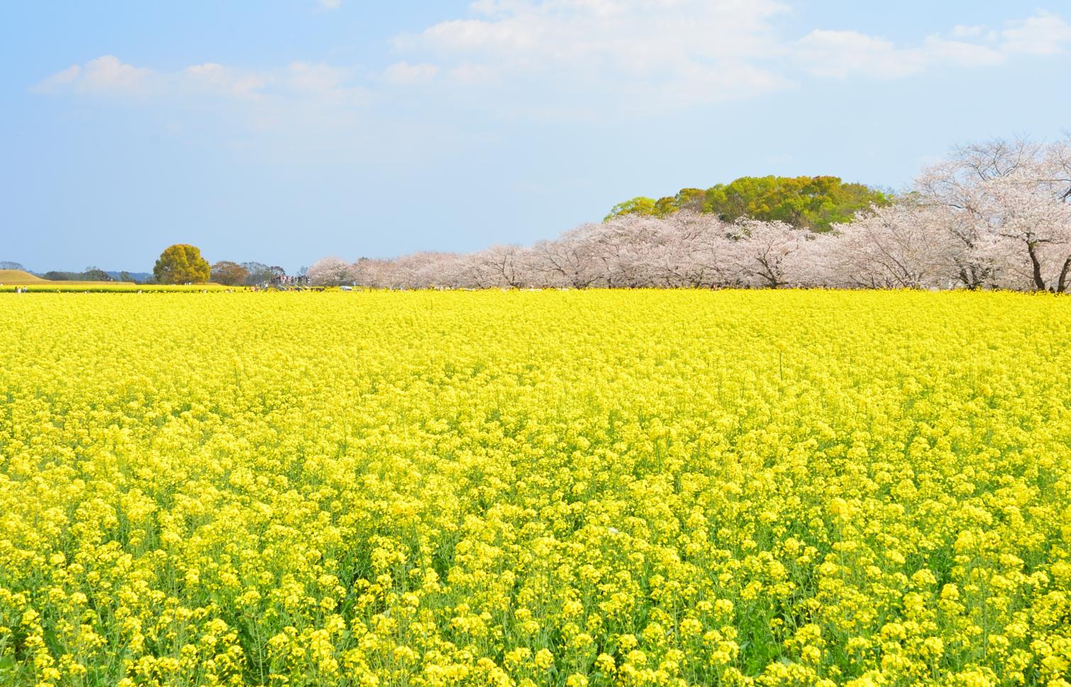 菜の花の絨毯と桜ー西都原公園／西都市-1
