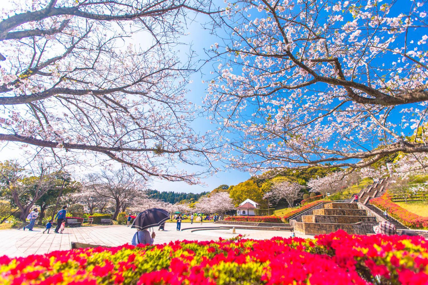 桜（見頃：3月～4月下旬）-1