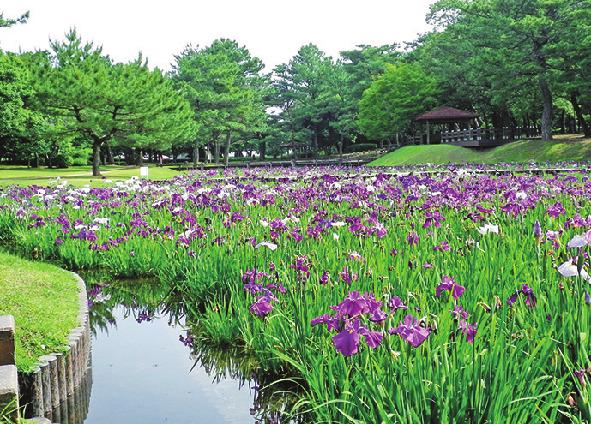 はなしょうぶ（見頃：4月～6月上旬）-1