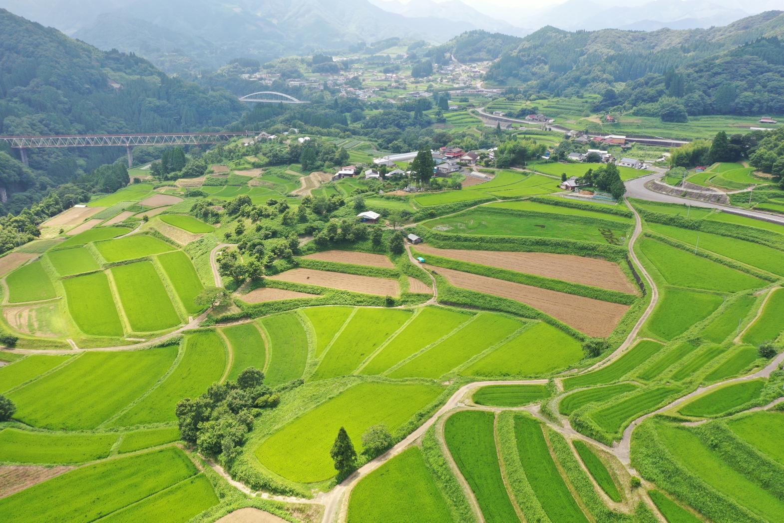 棚田（見頃：9月～10月）-1