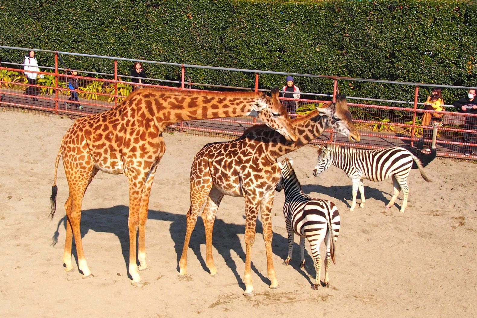 宮崎市フェニックス自然動物園-1