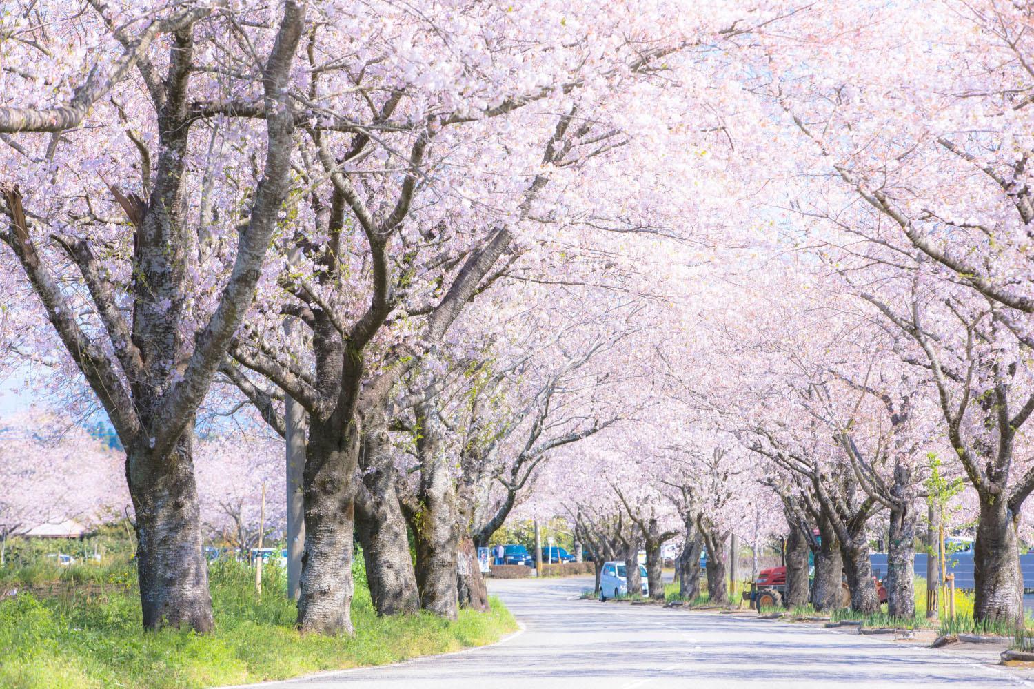 垂水公園の桜【宮崎市】-1