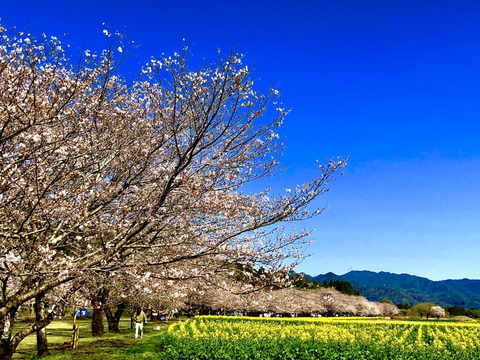 西都原古墳の桜【西都市】-1