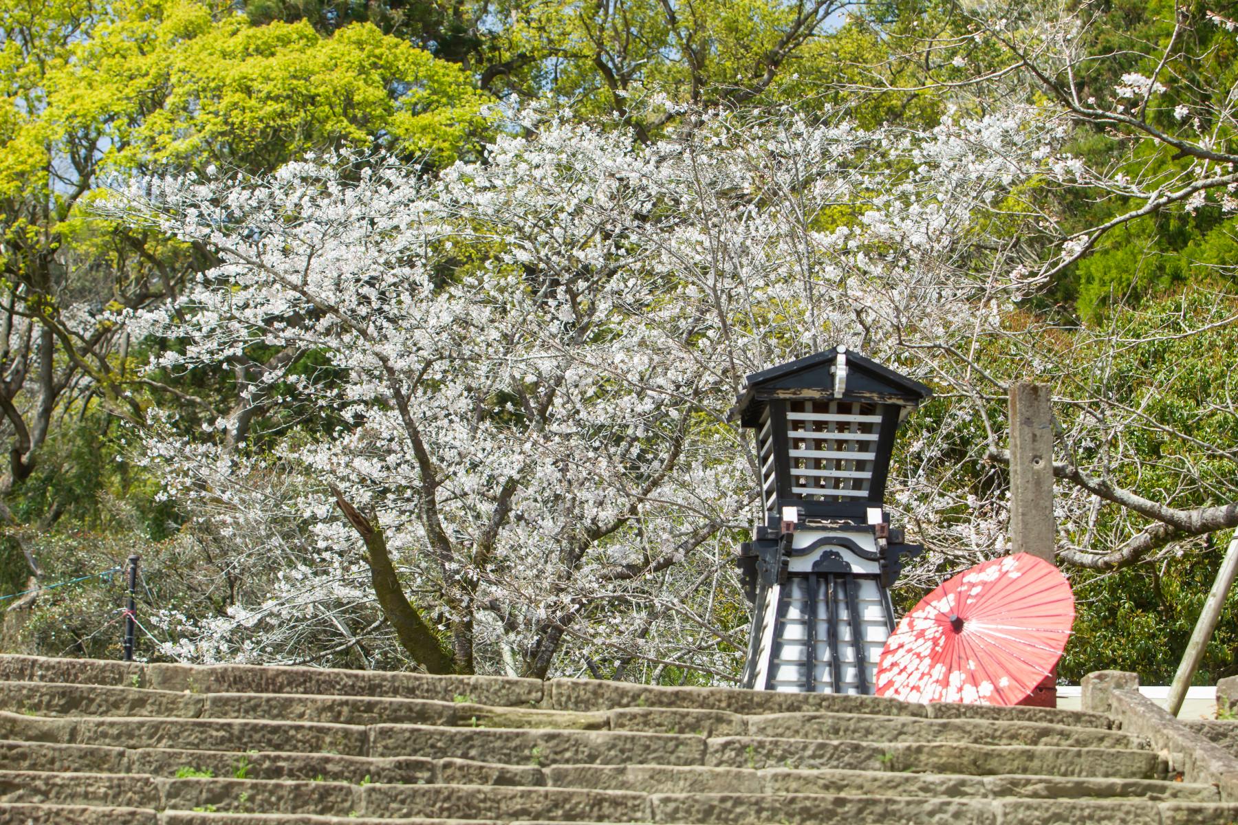 高鍋城址・舞鶴公園の桜【高鍋町】-1