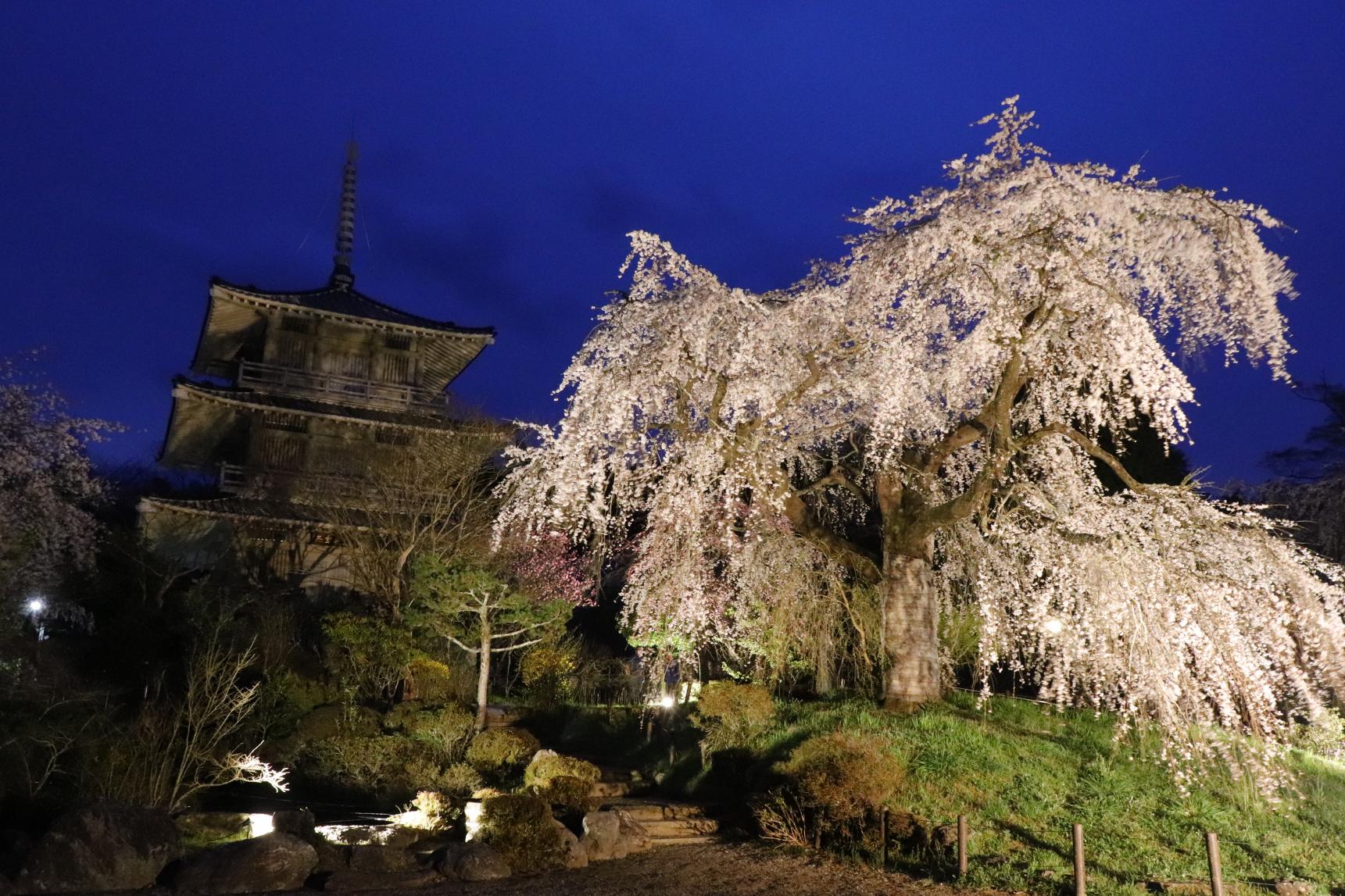 浄専寺のしだれ桜【五ヶ瀬町】-1