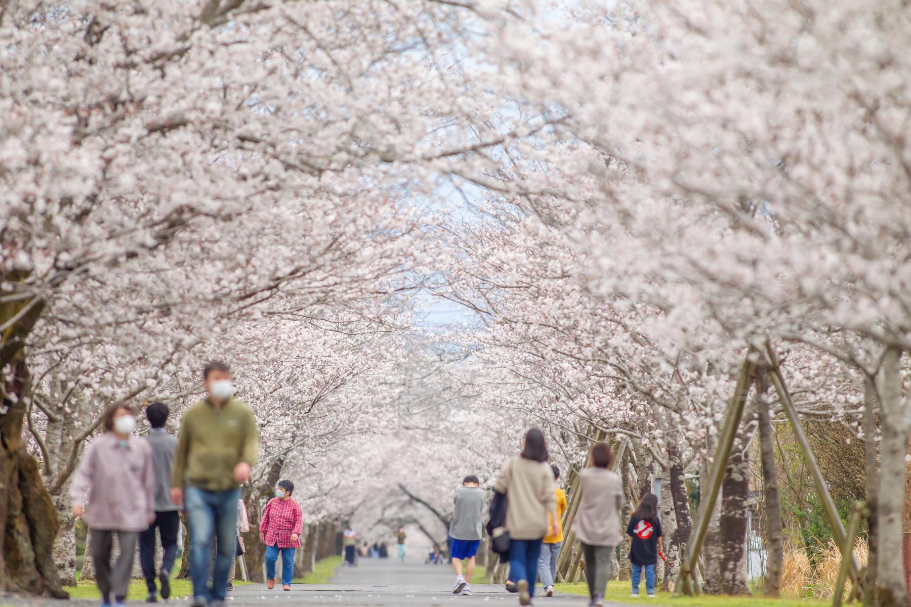 母智丘公園の桜【都城市】-1