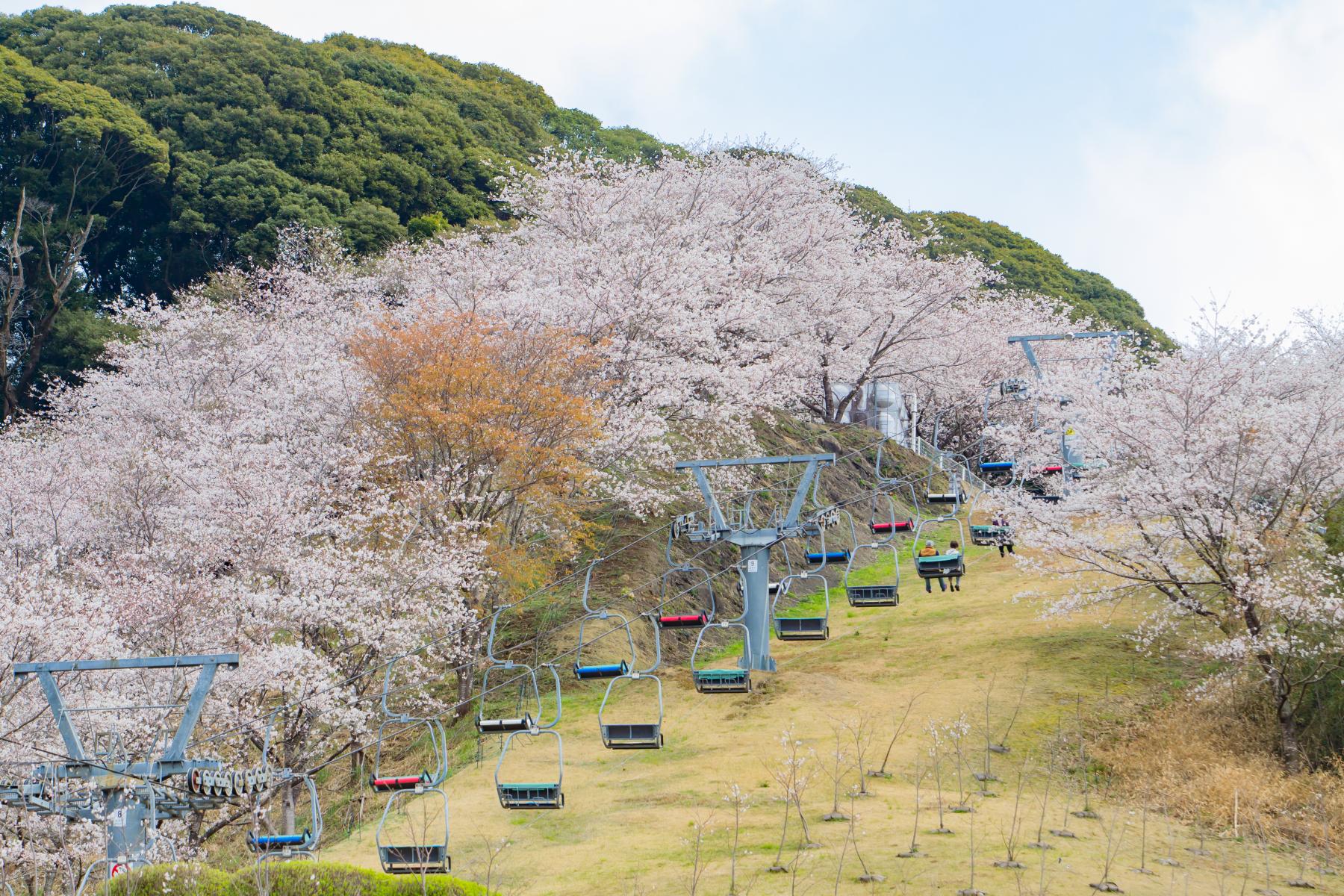 観音池公園の桜【都城市】-1