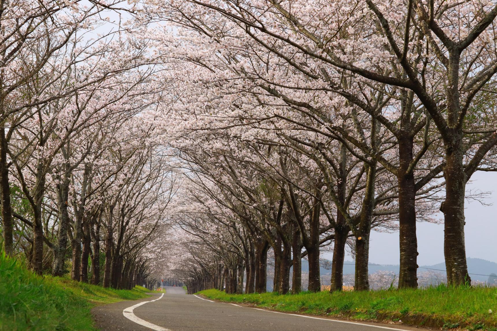 まきばの桜【小林市】-1