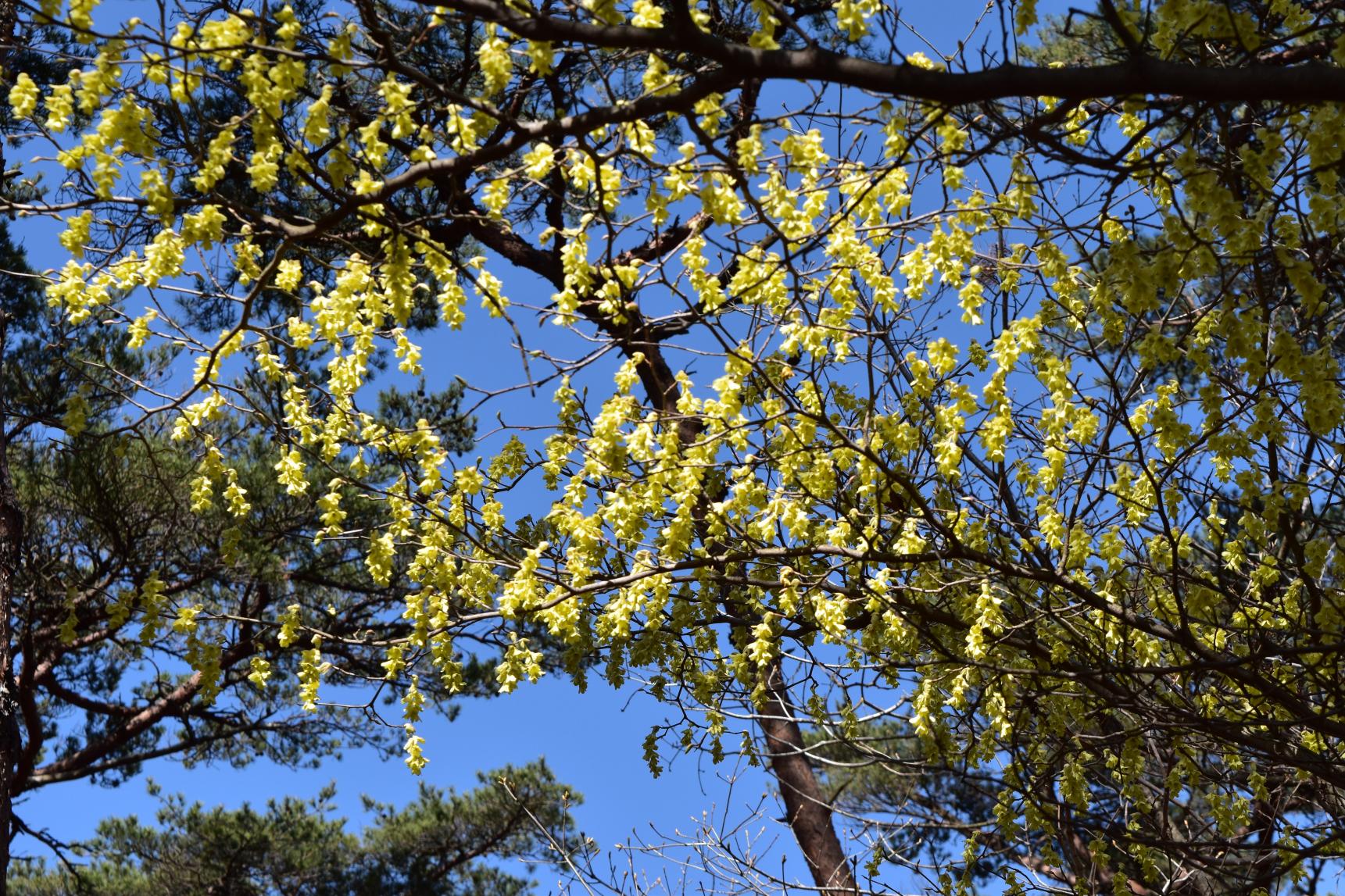 霧島錦江湾国立公園の植物-1